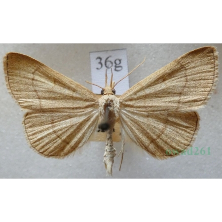 Paracolax tristalis (Fabricius, 1794) male Szczękalica brodźczyca Czech36g